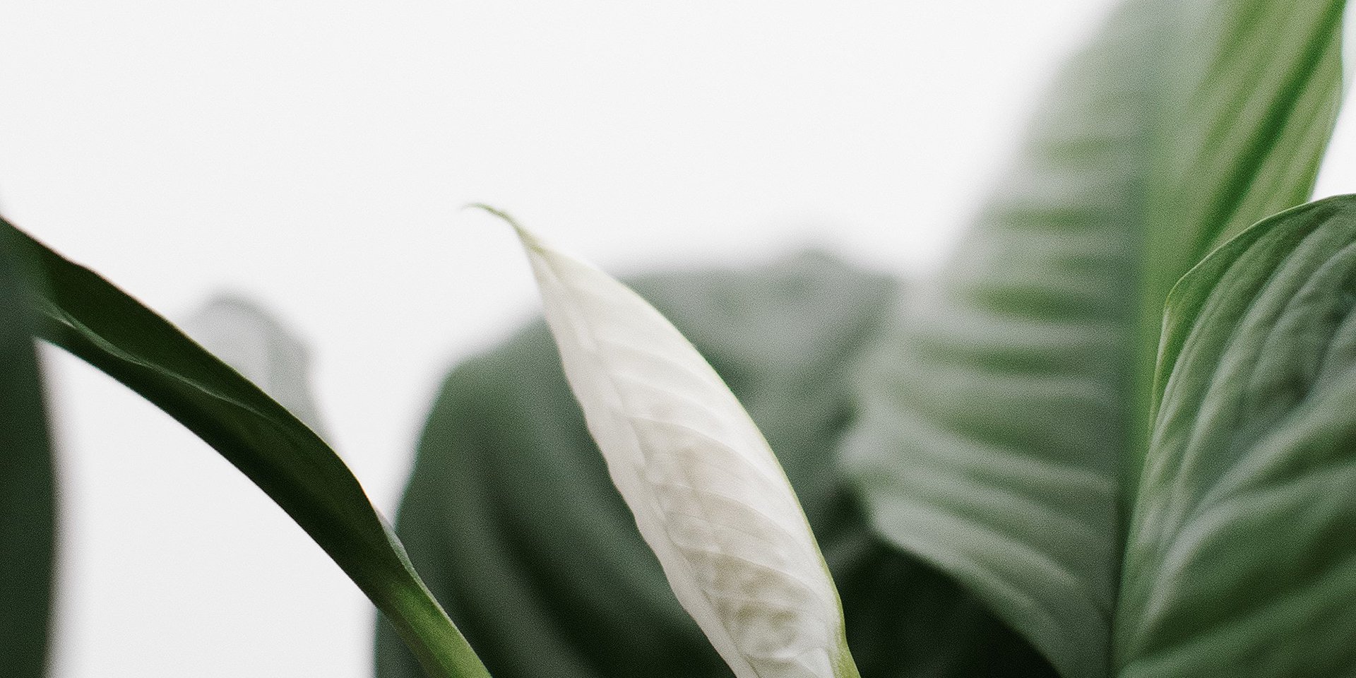 slider2-vogue4